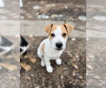 Small #10 Retriever  Mix