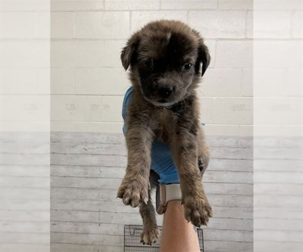 Medium Photo #1 Mutt Puppy For Sale in San Bernardino, CA, USA