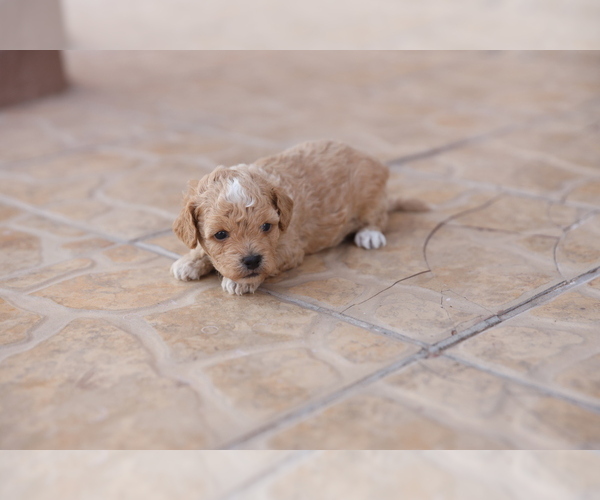 Medium Photo #10 Poodle (Toy) Puppy For Sale in EL PASO, TX, USA