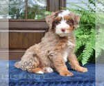 Small #2 Bernedoodle (Miniature)