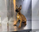 Small #1 Mutt