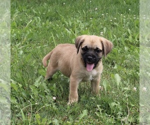 Puggle Puppy for sale in FREDERICKSBURG, OH, USA