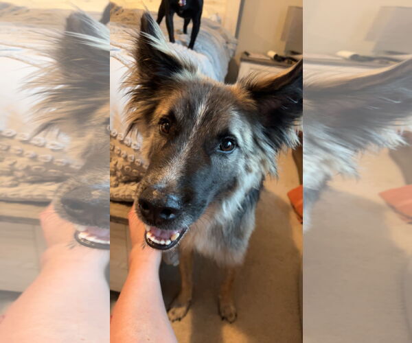 Medium Photo #6 Mutt Puppy For Sale in Brooklyn Center, MN, USA