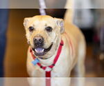 Small #2 Chinese Shar-Pei-Labrador Retriever Mix
