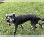 Small #1 American Pit Bull Terrier Mix