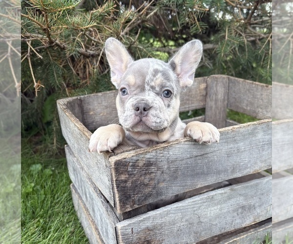 Medium Photo #4 French Bulldog Puppy For Sale in MIDDLEBURY, IN, USA