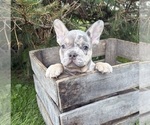 Small #3 French Bulldog