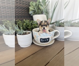 Japanese Spitz-Pembroke Welsh Corgi Mix Puppy for sale in CENTRALIA, IL, USA