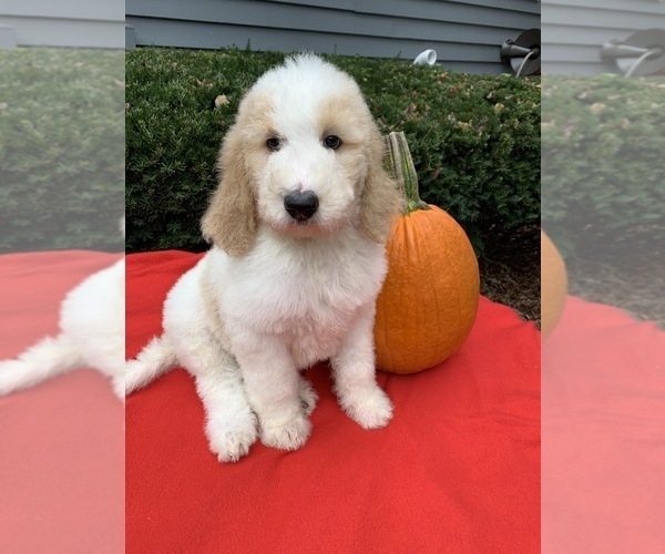 Medium Photo #14 Poodle (Standard) Puppy For Sale in RICHMOND, IL, USA