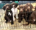 Small Photo #9 German Shorthaired Pointer-Labradoodle Mix Puppy For Sale in MONTICELLO, MN, USA