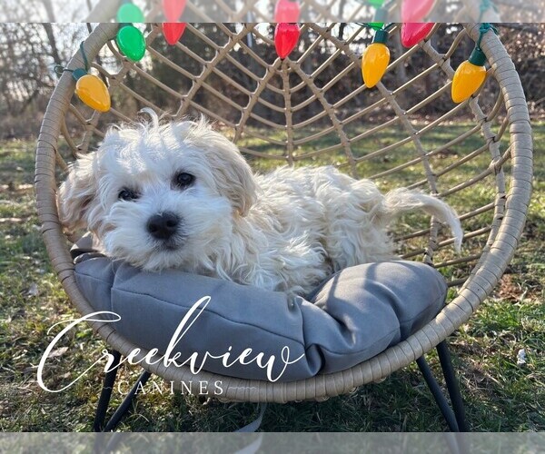 Medium Photo #3 Havachon Puppy For Sale in NIANGUA, MO, USA