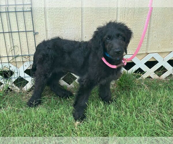 Medium Photo #3 Labradoodle Puppy For Sale in Pacolet, SC, USA