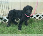 Small #2 Labradoodle