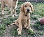 Puppy Orange Boy Golden Retriever