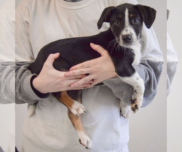 Medium Photo #2 Beagle-Unknown Mix Puppy For Sale in Huntley, IL, USA