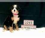Small Photo #6 Bernese Mountain Dog Puppy For Sale in DUNDEE, OH, USA