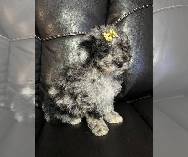 Medium Photo #7 Poodle (Miniature) Puppy For Sale in LANCASTER, KY, USA