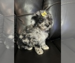 Small Photo #7 Poodle (Miniature) Puppy For Sale in LANCASTER, KY, USA