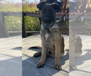 Malinois Puppy for sale in BAKERSFIELD, CA, USA