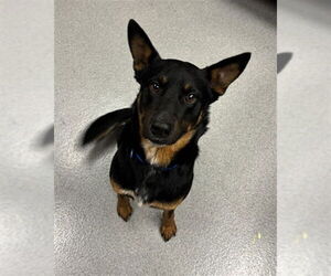 Australian Kelpie-Unknown Mix Dogs for adoption in Rancho Cucamonga, CA, USA