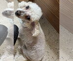 Small #2 Poodle (Toy) Mix