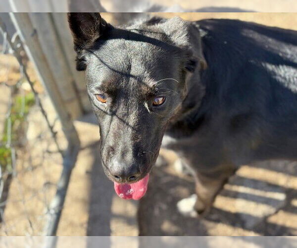 Medium Photo #2 German Shepherd Dog-Unknown Mix Puppy For Sale in Tulsa, OK, USA