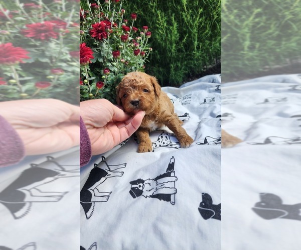 Medium Photo #2 Cavapoo mix (+ Poodle Miniature) Puppy For Sale in GREENWOOD, WI, USA