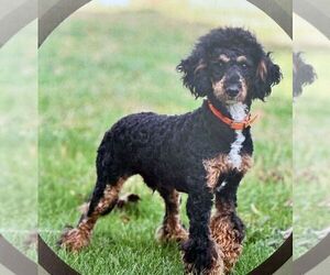 Father of the Cavapoo (Miniature) puppies born on 02/06/2026