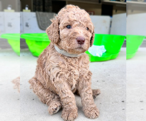 Goldendoodle Puppy for sale in HODGES, SC, USA