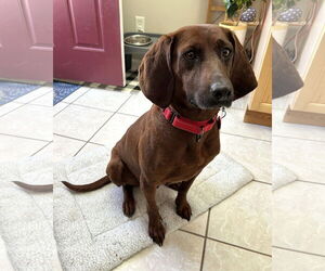 Coonhound-Unknown Mix Dogs for adoption in Wakefield, RI, USA