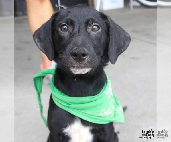 Medium Photo #6 Labrador Retriever-Unknown Mix Puppy For Sale in Washington, DC, USA