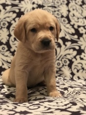 Golden Labrador Puppy for sale in GRENADA, MS, USA
