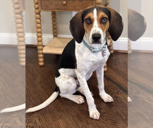 Mutt Dogs for adoption in Greenbelt, MD, USA