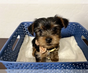 Yorkshire Terrier Puppy for sale in CASA GRANDE, AZ, USA