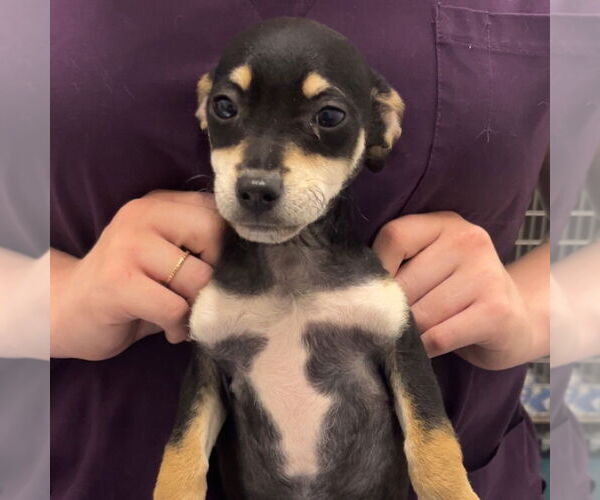Medium Photo #1 Chihuahua-Unknown Mix Puppy For Sale in Chico, CA, USA