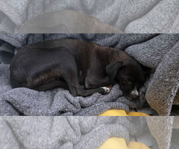 Medium Photo #2 Chihuahua-Unknown Mix Puppy For Sale in Gulfport, MI, USA