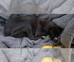Small #1 Chihuahua Mix