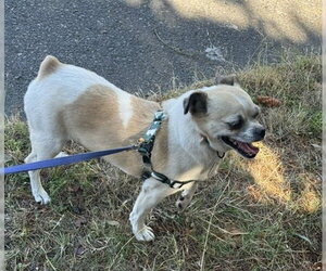Rocky - Male Chug Dog for Adoption - Photo #3