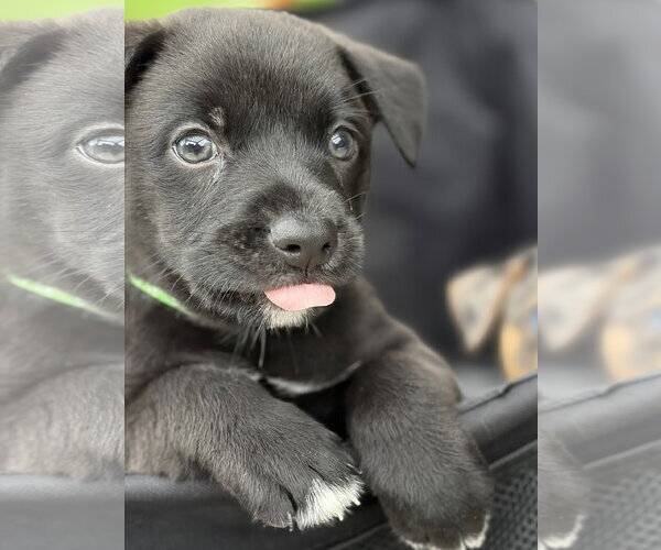 Medium Photo #3 Australian Shepherd-Unknown Mix Puppy For Sale in The Woodlands, TX, USA