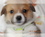 Small Photo #9 Pembroke Welsh Corgi Puppy For Sale in FALLS CITY, OR, USA