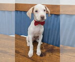 Small #2 Beagle Mix