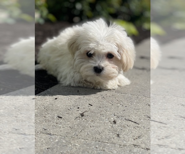 Medium Photo #6 Havanese Puppy For Sale in CANOGA, NY, USA