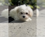 Small #5 Havanese
