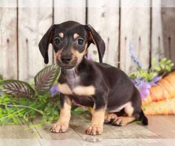 Medium Photo #1 Dachshund Puppy For Sale in MOUNT VERNON, OH, USA
