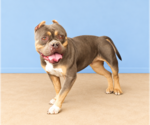 Small Photo #2 Bulldog Puppy For Sale in Pasadena, CA, USA