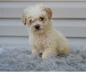 Poodle (Miniature) Puppy for sale in MILLERSBURG, OH, USA