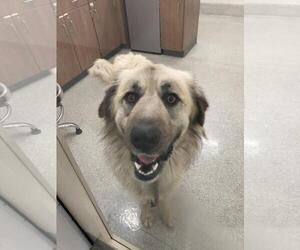 Anatolian Shepherd-Great Pyrenees Mix Dogs for adoption in Fort Collins, CO, USA