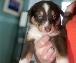 Puppy Bear Australian Shepherd