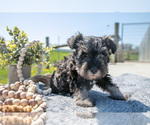 Puppy Tyler Schnauzer (Miniature)