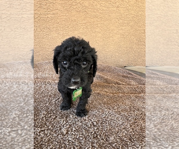 Medium Photo #9 Goldendoodle (Miniature) Puppy For Sale in PAHRUMP, NV, USA
